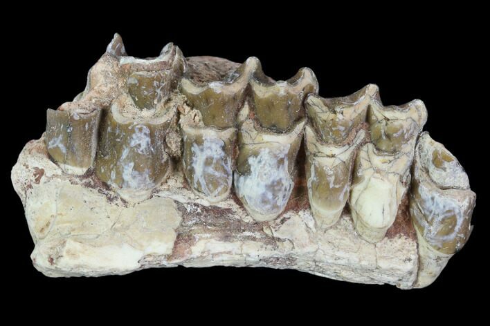 Oreodont (Leptauchenia) Jaw Section - South Dakota #101832